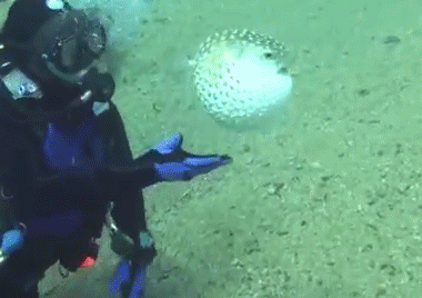 河豚能吃嗎？河豚可以吃嗎