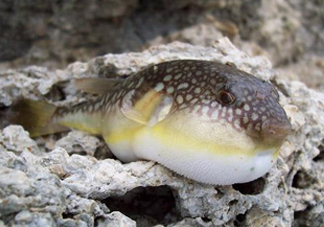 河鲀是淡水魚(yú)嗎？河鲀是哺乳動(dòng)物嗎