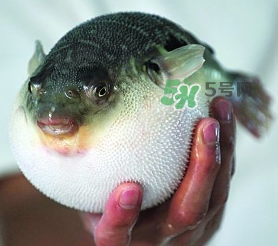 河鲀毒煮了還有毒嗎？怎樣去除河鲀的毒素