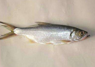 鰣魚怎么做好吃？鰣魚怎么處理