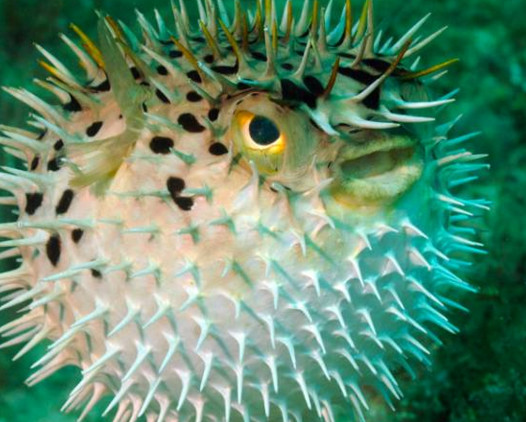 河鲀哪個部位有毒？河鲀哪個部位可以食用