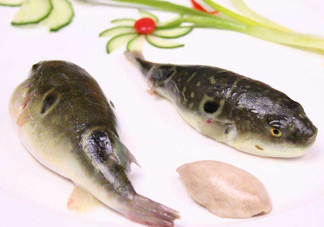 河豚中毒會(huì)產(chǎn)生幻覺(jué)嗎？河豚中毒多久發(fā)作