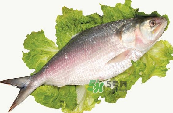 鰣魚(yú)什么時(shí)候最好吃？長(zhǎng)江鰣魚(yú)什么上市