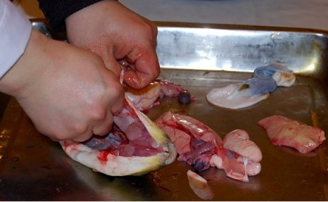 河豚魚(yú)怎么吃？河豚魚(yú)怎么去毒