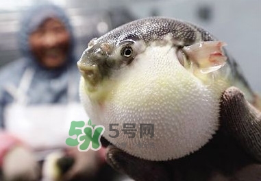 河豚魚是發(fā)物嗎？河豚魚為什么有毒