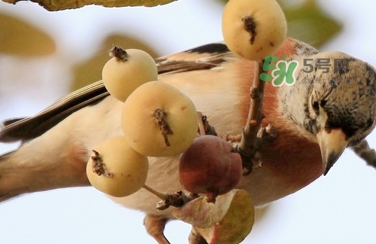 海棠果是涼性的嗎？海棠果是熱性還是涼性
