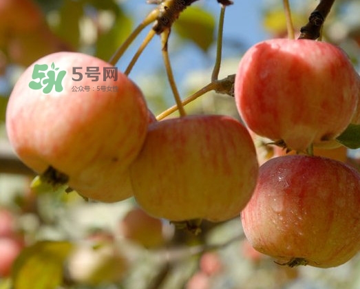 海棠果能直接吃嗎？海棠果可以吃嗎