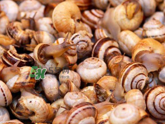 海螺多少錢一斤 海螺要煮多長(zhǎng)時(shí)間 海螺多少錢一斤 海螺要煮多長(zhǎng)時(shí)間