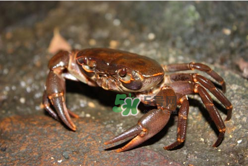 大閘蟹可以帶上飛機嗎？坐飛機可以帶大閘蟹嗎？