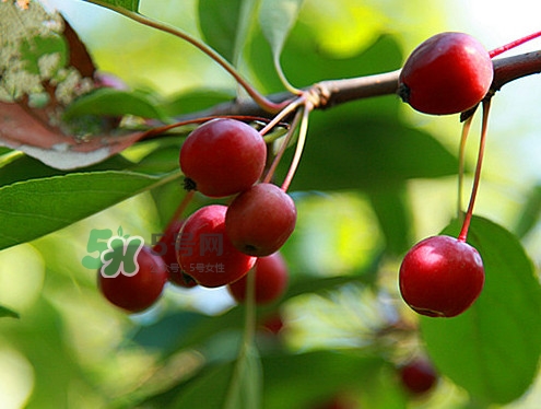 海棠果什么時(shí)候成熟？海棠果幾月份成熟