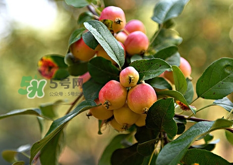 海棠果好吃嗎？海棠果怎么吃好吃