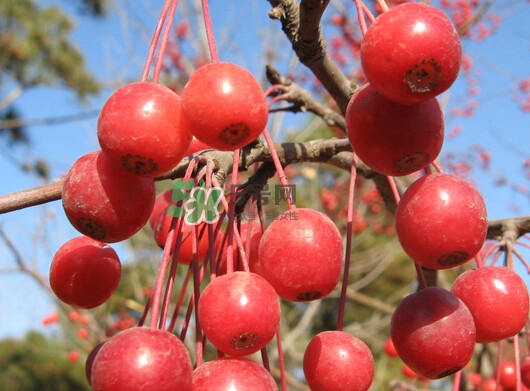 海棠果可以泡酒嗎？海棠果怎么做酒