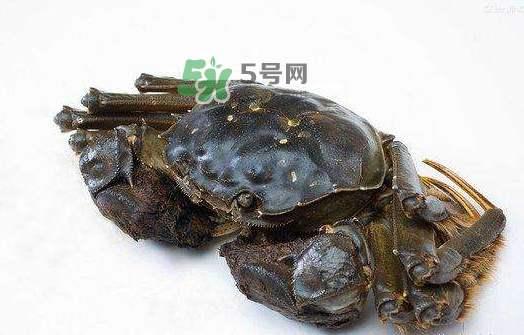 大閘蟹能活多久？大閘蟹可以活多久？