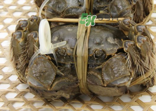 大閘蟹能活多久？大閘蟹可以活多久？