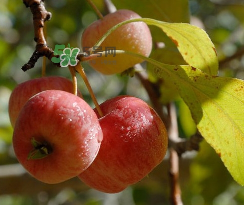 海棠果能減肥嗎？海棠果可以減肥嗎