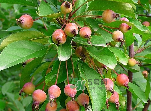 海棠果有什么功效？海棠果有什么作用