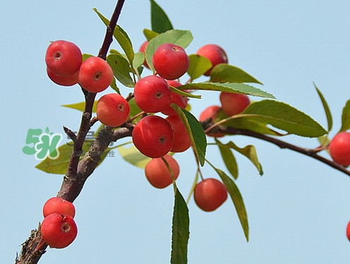 海棠果是不是小蘋果？海棠果和小蘋果的區(qū)別