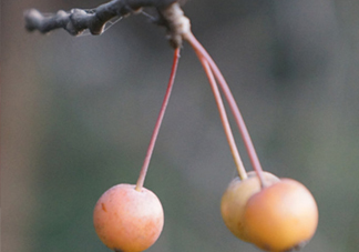 海棠果是涼性的嗎？海棠果是熱性還是涼性