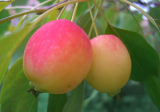 海棠果是不是小蘋果？海棠果和小蘋果的區(qū)別