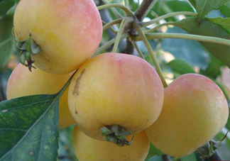 海棠果有什么功效？海棠果有什么作用