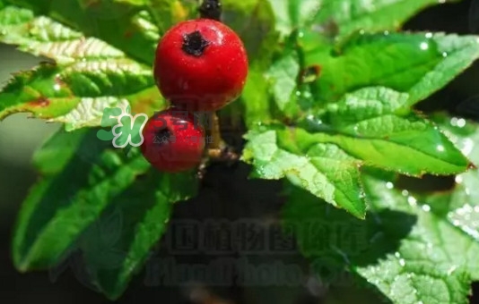 海棠果是山楂嗎？海棠果和山楂的區(qū)別