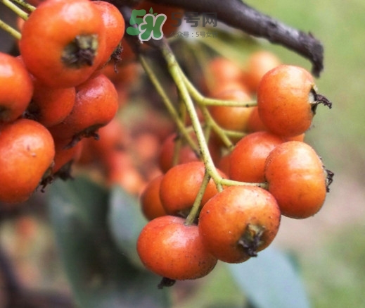 海棠果能減肥嗎？海棠果可以減肥嗎