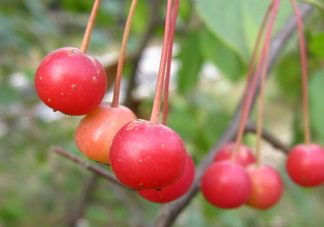 海棠果是山楂嗎？海棠果和山楂的區(qū)別