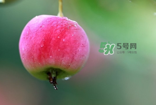 海棠果有什么功效？海棠果有什么作用