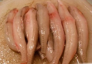 龍頭魚有刺嗎？龍頭魚有魚鱗嗎