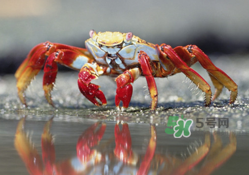 海螃蟹什么時(shí)候最肥？海螃蟹什么季節(jié)最好吃？