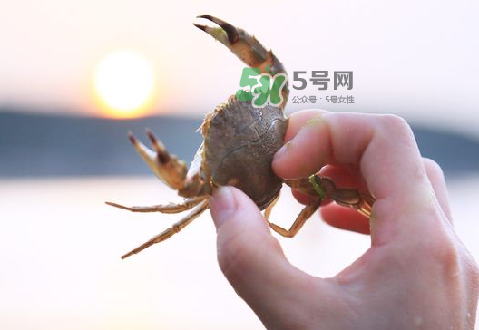 海螃蟹能冷凍保存嗎？海螃蟹放冰箱冷凍嗎？