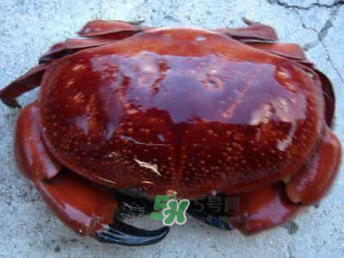 面包蟹可以直接蒸嗎？清蒸面包蟹怎么做？