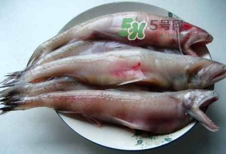 龍頭魚是什么魚？龍頭魚多少錢一斤？