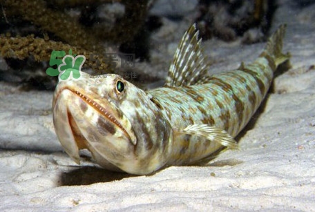 龍頭魚是海魚嗎？龍頭魚是海鮮嗎