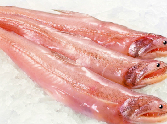 龍頭魚有刺嗎？龍頭魚有魚鱗嗎