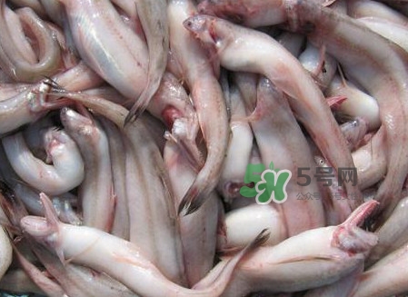 龍頭魚可以冷凍嗎？龍頭魚怎么保存