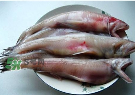 龍頭魚可以冷凍嗎？龍頭魚怎么保存