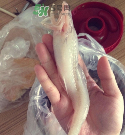 買龍頭魚怎么挑選？冰凍龍頭魚怎么去內(nèi)臟