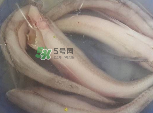 買龍頭魚怎么挑選？冰凍龍頭魚怎么去內(nèi)臟