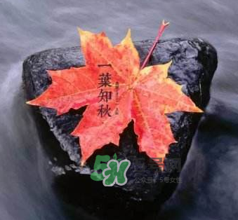 立秋后是不是早晚天氣涼？立秋后天氣有什么變化？