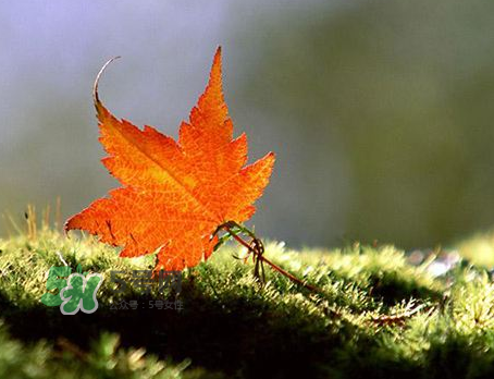 立秋后是不是早晚天氣涼？立秋后天氣有什么變化？