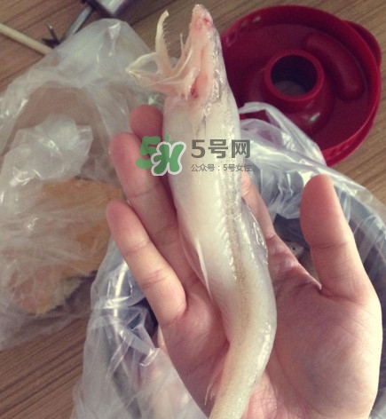 海鮮水潺孕婦可以吃嗎？水潺魚(yú)的營(yíng)養(yǎng)價(jià)值