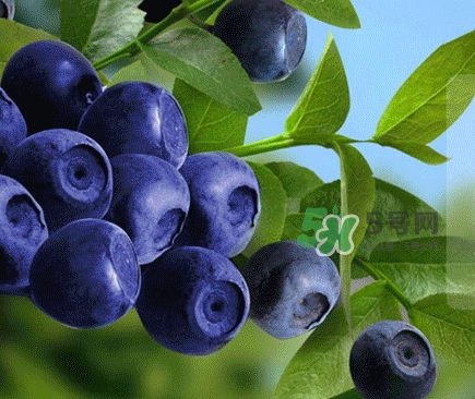 blackmores澳佳寶藍(lán)莓護(hù)眼片多少錢_好吃嗎 blackmores澳佳寶藍(lán)莓護(hù)眼片多少錢_好吃嗎