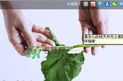 南瓜苗怎么做好吃？南瓜苗怎么撕？