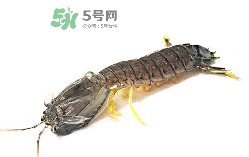 蝦蛄蝦殼怎么剝才好？蝦蛄怎么清洗