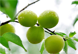 自制青梅酒的做法 青梅酒泡多久可以喝？