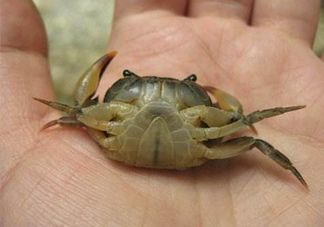 海螃蟹死了還能吃嗎？海螃蟹死了多久還能吃？