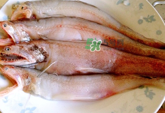 龍頭魚是什么魚？龍頭魚多少錢一斤？