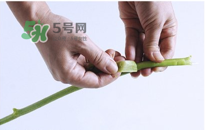 南瓜苗怎么做好吃？南瓜苗怎么撕？