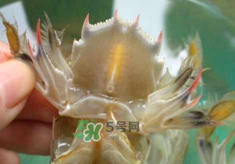 蝦蛄怎么吃？蝦蛄怎么做好吃？